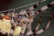 kruisspin (araneus diadematus)